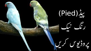 Apne Shed Mein Yeh Pair Laga Kar Lakhon Ke Bachy Lein Pied Birds|Pets 4 Everyone| #lovebirds #shorts