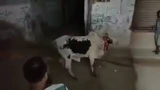 Qurbani Fail  Eid Ul Adha   Qurbani new videos 2020