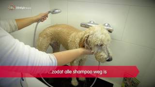 Tips voor het wassen van je hond