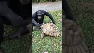 Monkey feeds apple to  tortoise with his hands