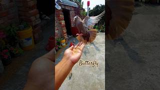 Butterfly pigeon #pigeon #shorts by nishat 360