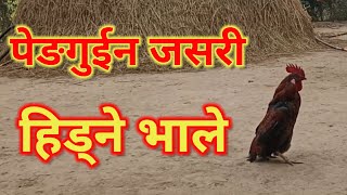 Penguin Bhale||पेङगुइन जस्तो हिड्ने भाले||ghorahi dang nepal||