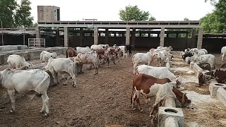 عزیز کیٹل فارم اینڈ پلائی سینٹر حاصل پور Aziz Cattle Farm and Palai Center Hashilpur