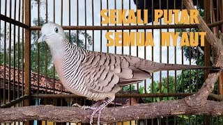 pancingan perkutut lokal sekali putar semua nyaut