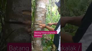 BENTUK KULIT, KAYU GUBAL DAN DAUN POHON ENGKALAK MEDANG