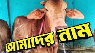 আমার কোরবানি ২০২৪ ব্যাচের সব গরুর নাম || Purbasha Agro