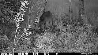 Young Wild boar  looking for sweet lures/Mežacūkai garšo saldā bārbeles ledene