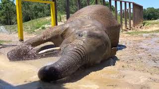 The Elephant Sanctuary | Nosey's Firehose Bath