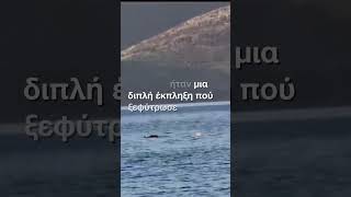 🐬Δελφίνια έκαναν την εμφάνιση τους στην Εύβοια #dolphin #evia #travel #paradise #foryou #viralvideo