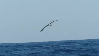 Black-capped Petrel