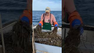 Harvesting Scallops for a Fancy Restaurant #fishing #shorts