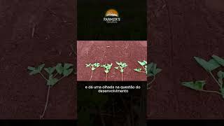 Experimentos com estruturador de planta na soja! Campos experimentais Farmers Consultoria. #agro