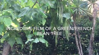 Incredible Giant Green Bean Plant/tree