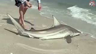 Rescuing injured sharks and giving them a second chance at life | Animal rescue compilation