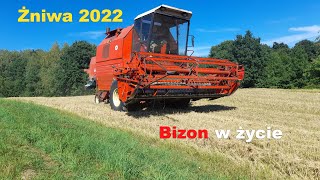 Żniwa 2022 ✔ Bizon Rekord Z058 w akcji ✔ Żyto pod kosę ✔ Ursus c360 w transporcie ✔