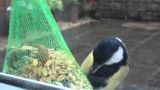 Great Tit feeding at Window using Tosh Cam with Macro Ft - Fat P