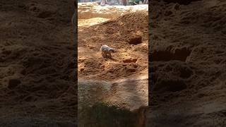 Bioparqe Valencia #shorts #bioparque #animals