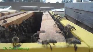 سيمفونية النحل اليتيم Symphony of the orphaned bees