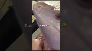 So you like the Lizardick? IM SO SORRY YOSHI I LOVE U 🥴😂🍆🦎 #funny #shorts #animals