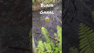 Ngeriiiiiii buaya nya‼️⚠️😱 #crocodile #crocodiles #borneo #shorts #video #adventure