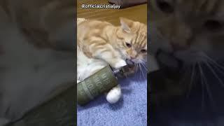 when your pussy 🐱 unlock the safety of a grenade #tiktok #viral #comedy #trending #youtubeshorts