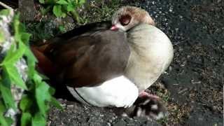 Nachwuchs bei den Nilgans 1/5