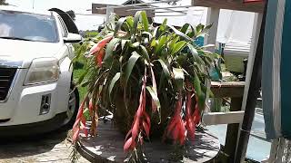 Bromeliad, Elephant Ears, Seedlings, Baby Trees, Other Stuff Around Yard 5-26-24