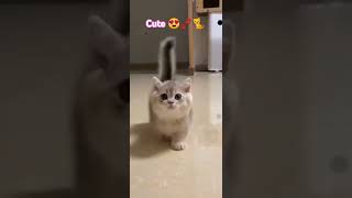 little baby kitten 🐈🐾😍❤️, short video