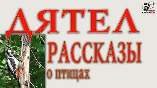 Дятел. Пёстрый Дятел лечит дерево. Почему не болит голова у птицы?