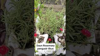 Viral!! Daun Rosemary Pengusir Tikus!!!