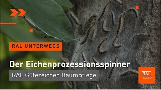 Eichenprozessionsspinner entfernen - Worauf achten? Baumpflege mit dem RAL Gütezeichen