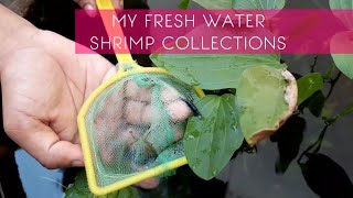 My shrimp collection | cherry red shrimp, blue shrimp, black shrimp, glass shrimp