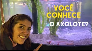 Conheça o Axolote a nova atração do zoo de São Paulo