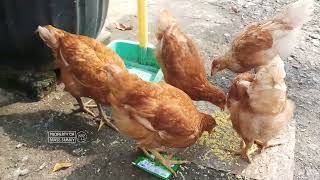 kasih makan ayam petelur umur 10 minggu sistem umbaran