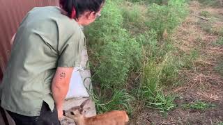 Bottle feeding baby deer