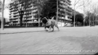 Gorgeous Boards - Teaser - Comercial de TV - Propaganda com Pug