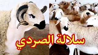 أهم خصائص سلالة الصردي أو سردي