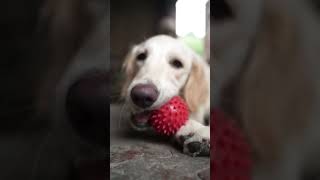 My Cute Dog ✌️ #viral #shortvideo #shorts