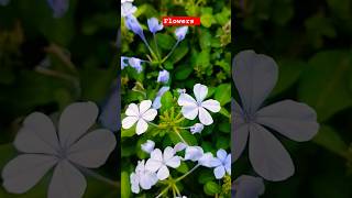 Flowers #shorts #short #youtubeshorts #shortsvideo #subscribe #viralshort #instagram #trending #reel