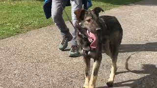 Hali im Tierheim Kanton Thurgau