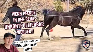 Wenn Pferde in der Reha nicht mehr zu bändigen sind! Warum Grundbasis so wichtig ist. #TrickyHorse