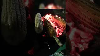 #shorts #maize #burning #delicious