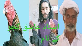 top quality 4 aseel murg / 4 Pakistani aseels cock