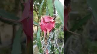 New Dragon fruit garden 2024#dragon #masudsolarknowledge #dragonfriut