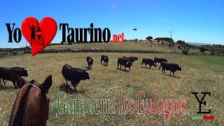 Yo ❤️ Taurino GANADERÍA DE TOROS BRAVOS (los Eulogios)