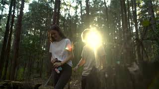 The Pines, Olney State Forest, State Forests of the Watagans