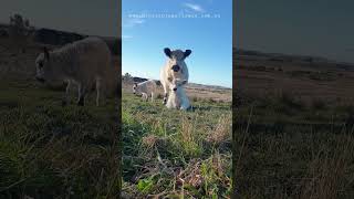 peaceful afternoon #cowlover #cow #animal  #farmlife #farmlifestyle #farmlifebestlife