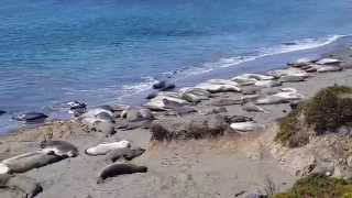 Lions de mer à San Simeon (côte pacifique USA)