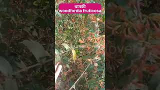 धातकी woodfordia fruticosa #ayu#ayureel#ayurveda#drvayaguna#medicinalherbs