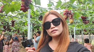 GRAPE PICKING SA ELYU.